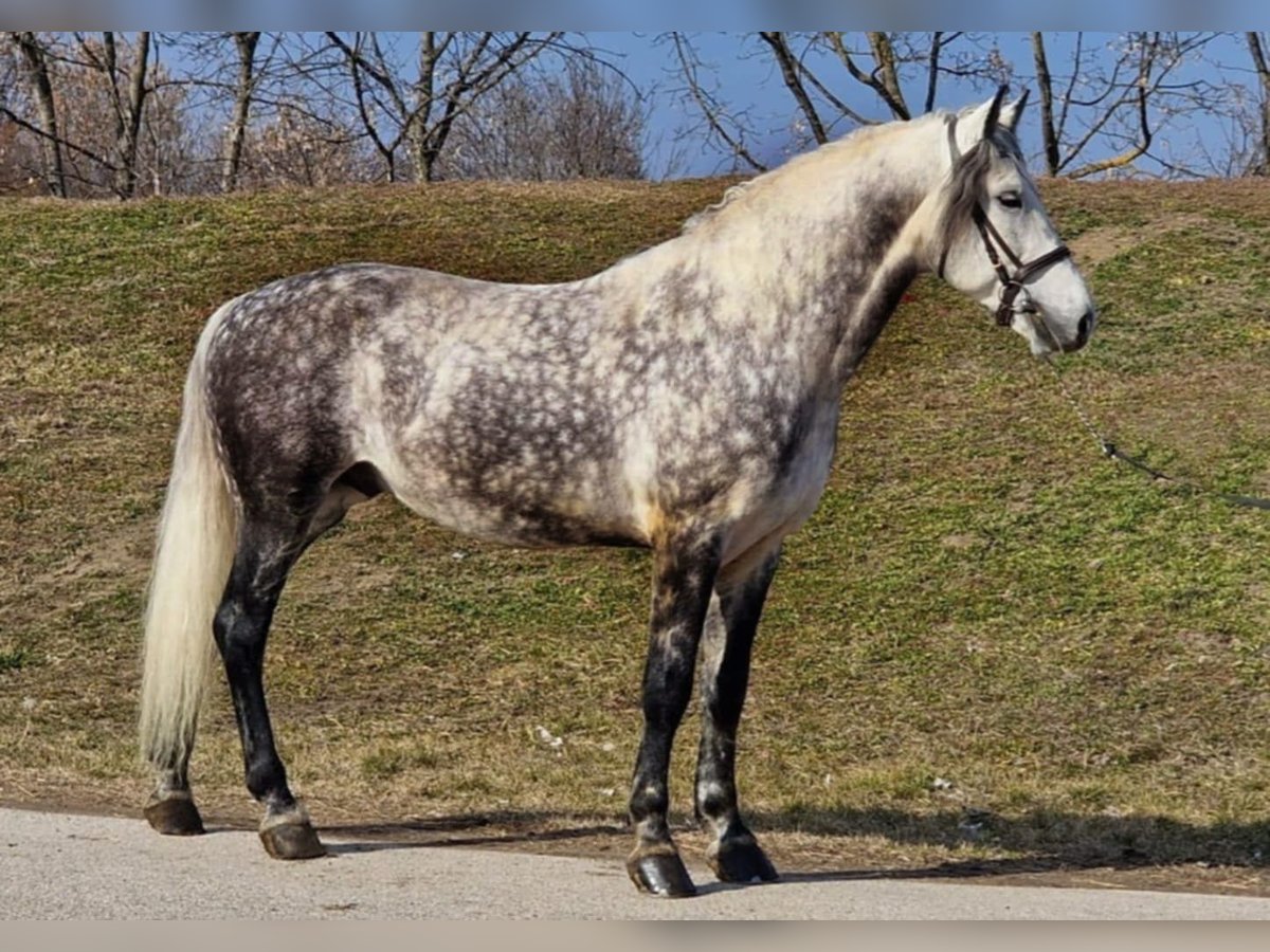 Weitere Warmblüter Wallach 8 Jahre 170 cm Schimmel in Gyula