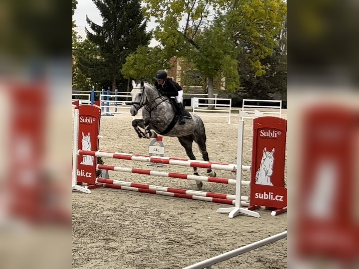 Weitere Warmblüter Wallach 8 Jahre 170 cm Schimmel in Prague