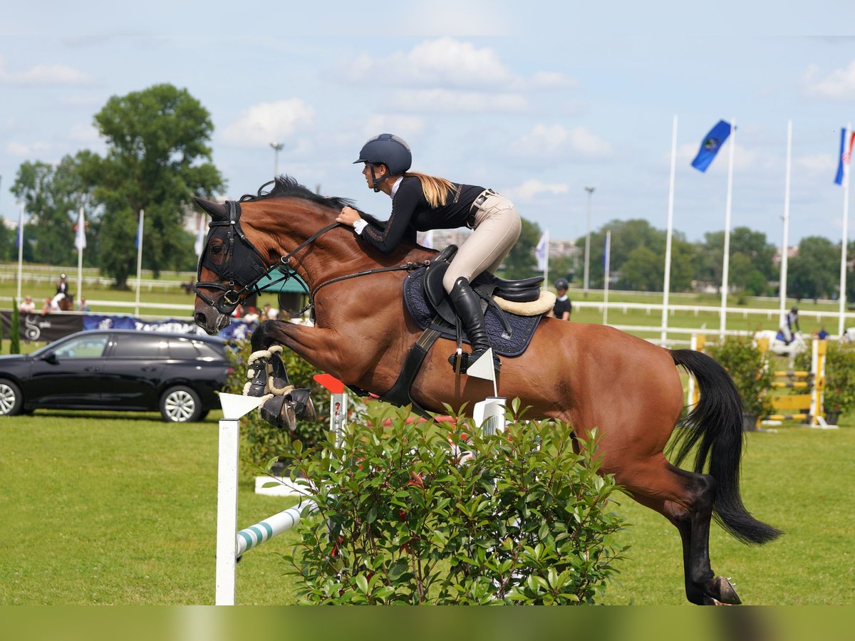 Weitere Warmblüter Wallach 8 Jahre Brauner in Slovenska Bistrica