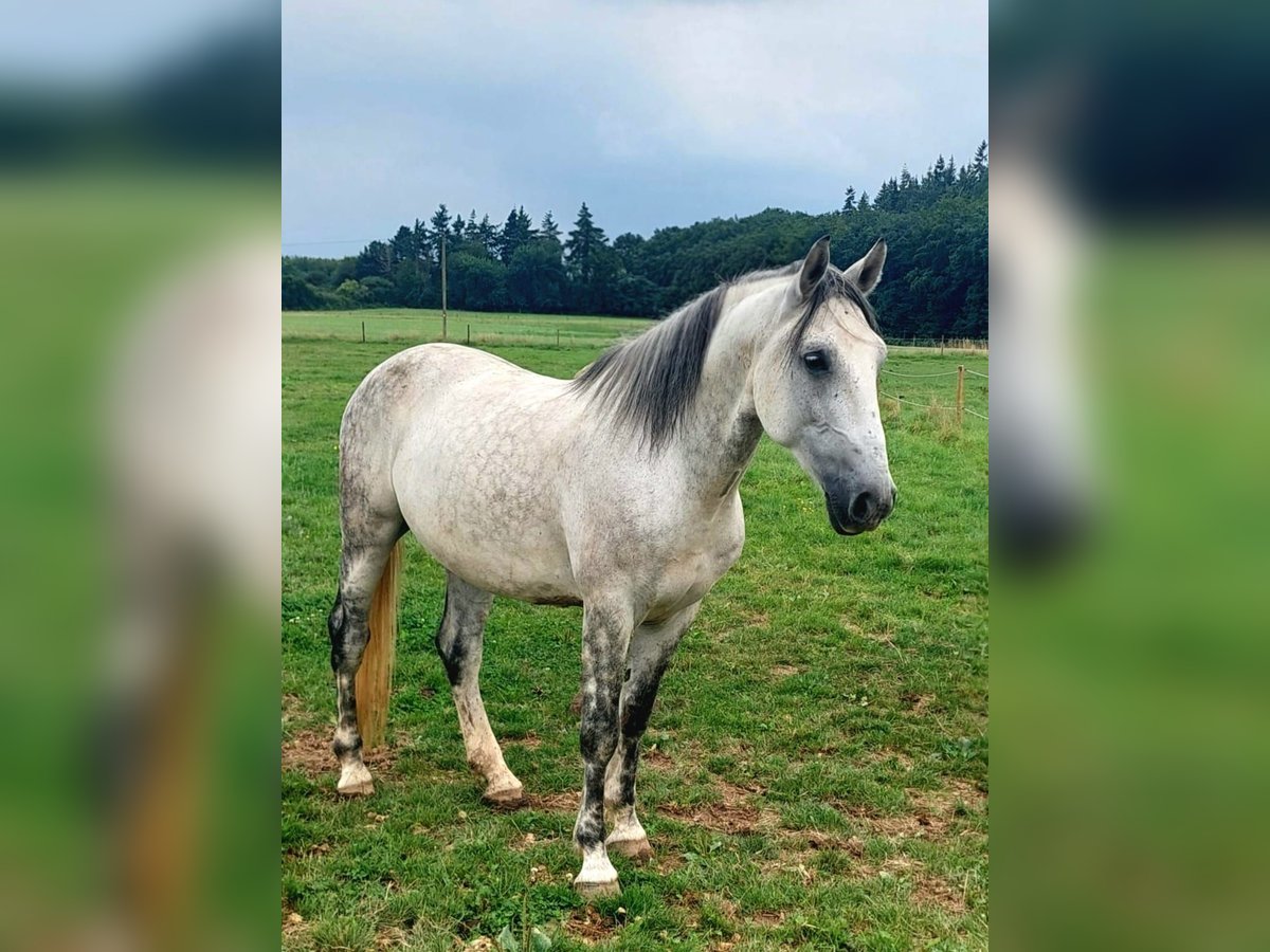 Weitere Warmblüter Mix Wallach 9 Jahre 155 cm Apfelschimmel in Euskirchen