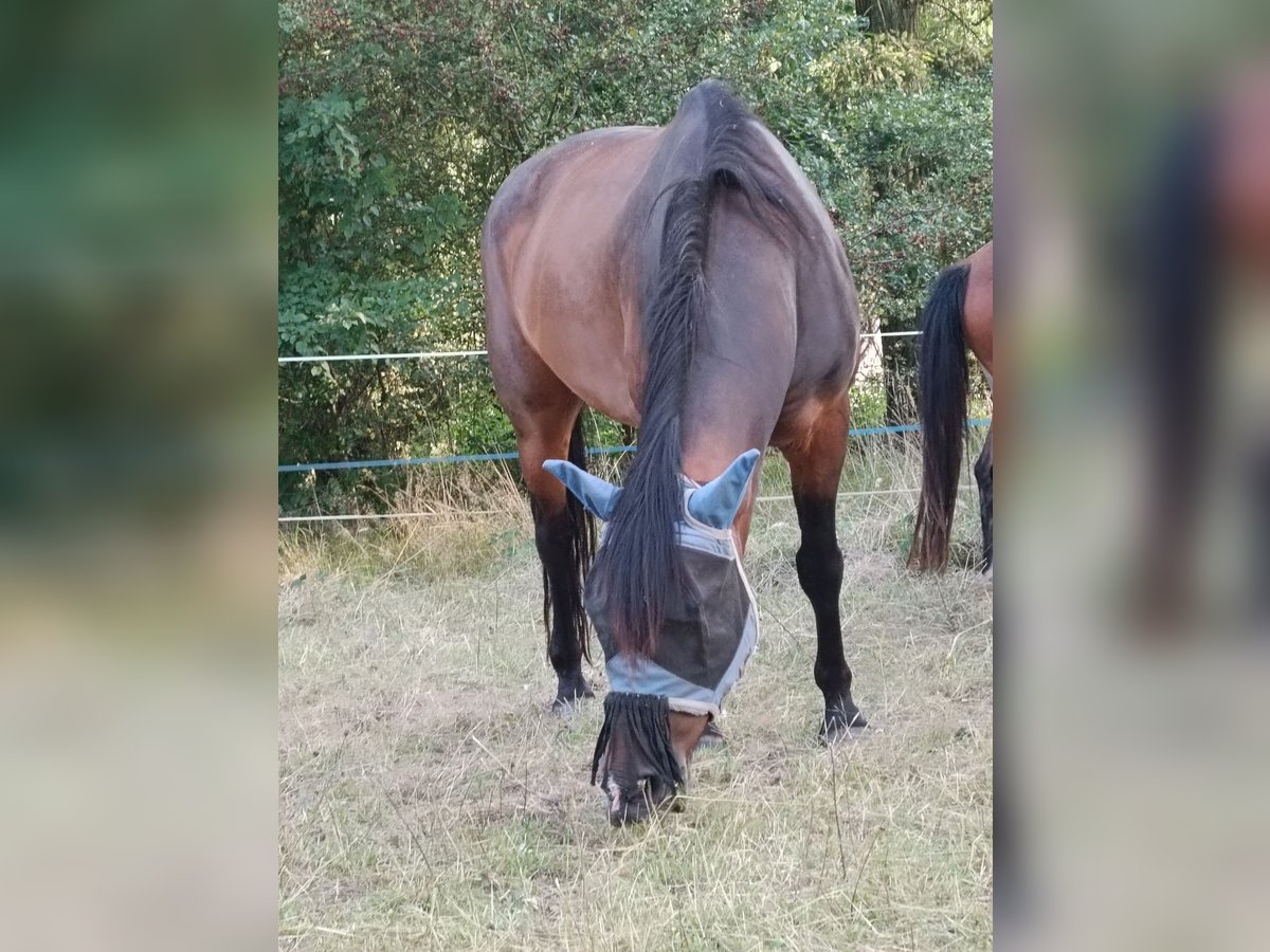 Weitere Warmblüter Mix Wallach 9 Jahre 155 cm Dunkelbrauner in Altenbuch Weitere Warmblüter Mix Wallach 9 Jahre 155 cm Dunkelbrauner in Altenbuch