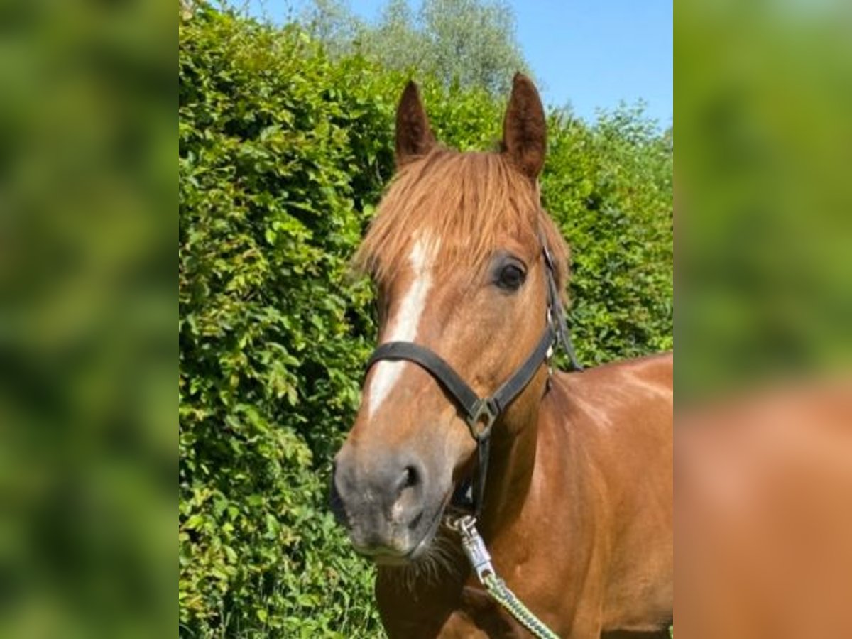 Weitere Warmblüter Wallach 9 Jahre 160 cm Fuchs in Elze Esbeck