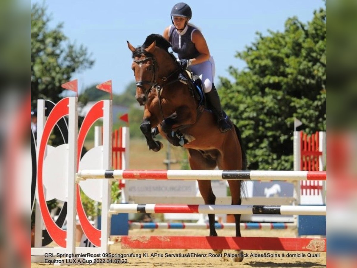 Weitere Warmblüter Wallach 9 Jahre 165 cm Brauner in LahrWallendorf