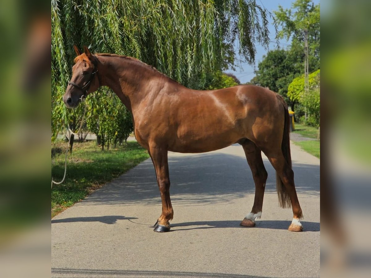 Weitere Warmblüter Wallach 9 Jahre 165 cm Fuchs in Csabaszabadi