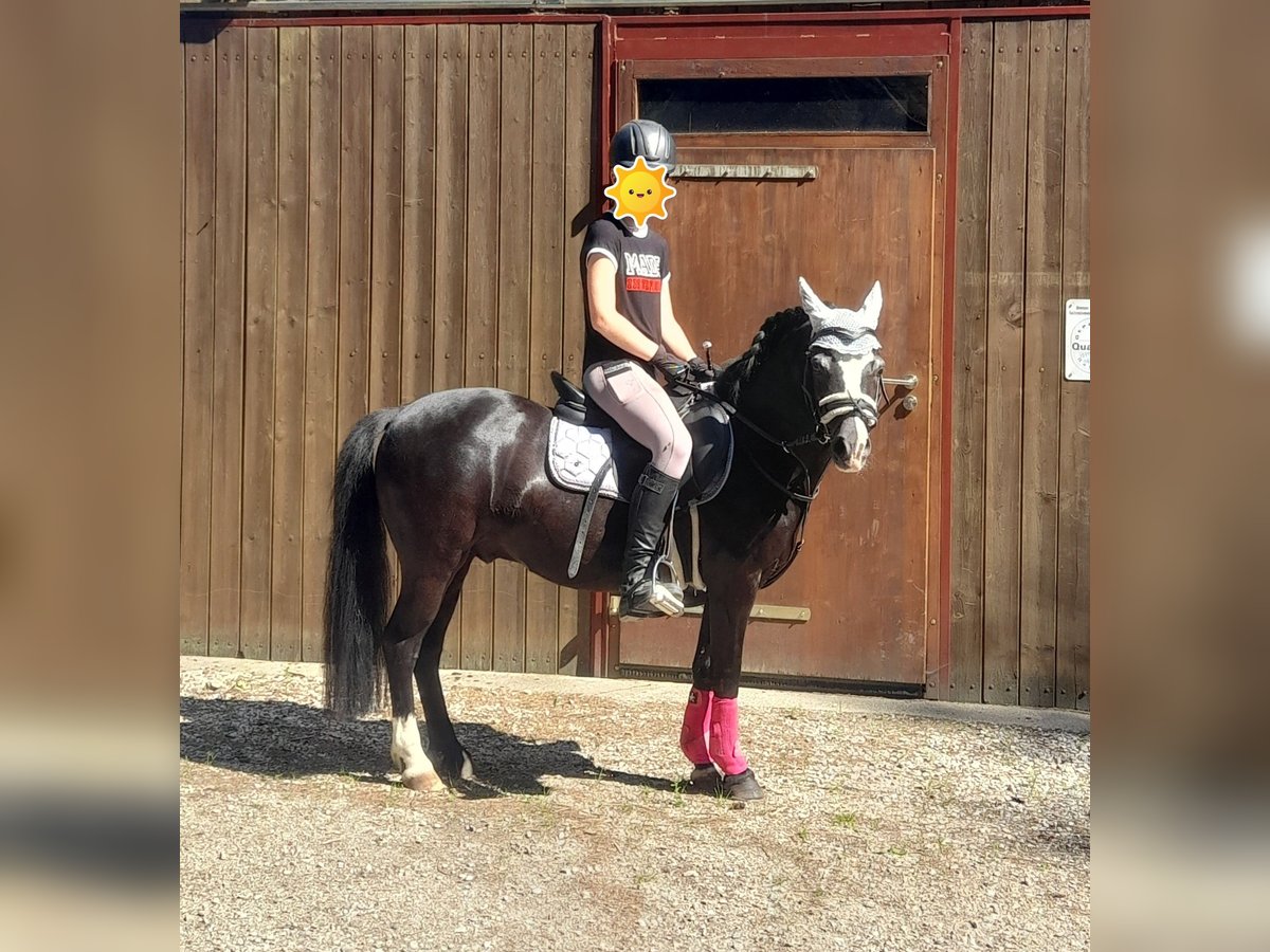 Welsh A (Mountain Pony) Mix Gelding 11 years 12 hh Black in Karlsfeld