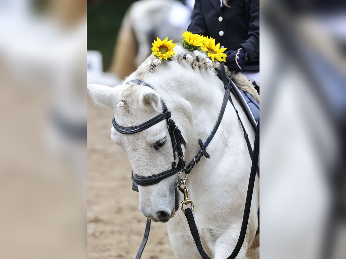 Welsh A (Mountain Pony) Mix Gelding 15 years 11,2 hh Gray in Dinkelscherben