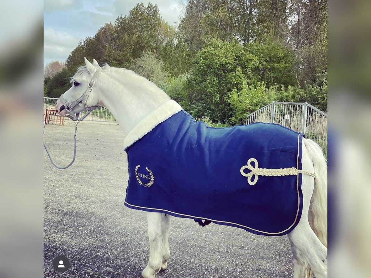 Welsh A (Mountain Pony) Gelding 15 years 12 hh White in Purmerend
