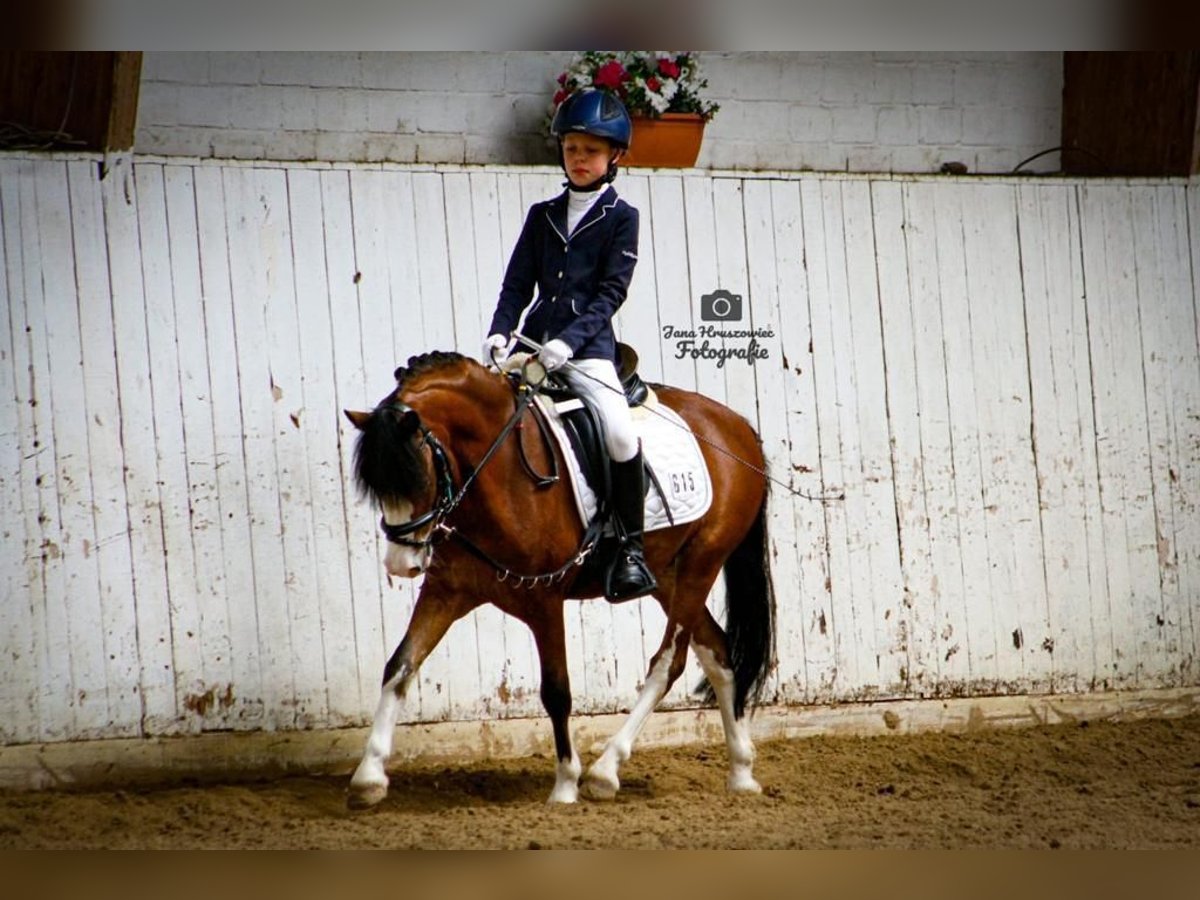 Welsh A (Mountain Pony) Gelding 16 years 12 hh Brown in Dötlingen