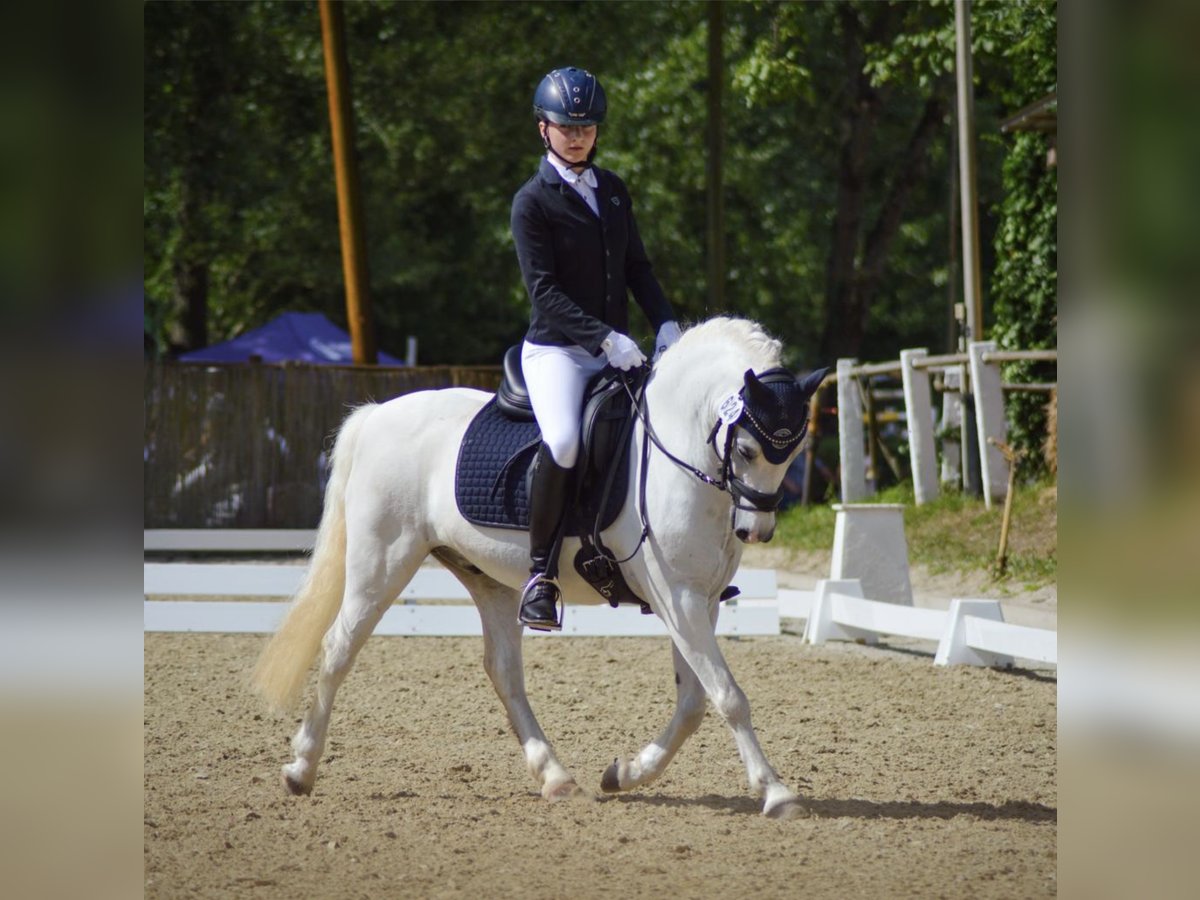 Welsh A (Mountain Pony) Gelding 16 years 12 hh Gray in Ladenburg