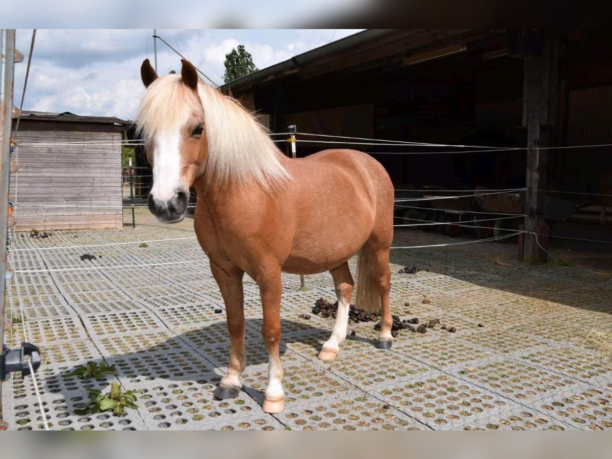 Welsh A (Mountain Pony) Gelding 20 years 11,1 hh in Marburg