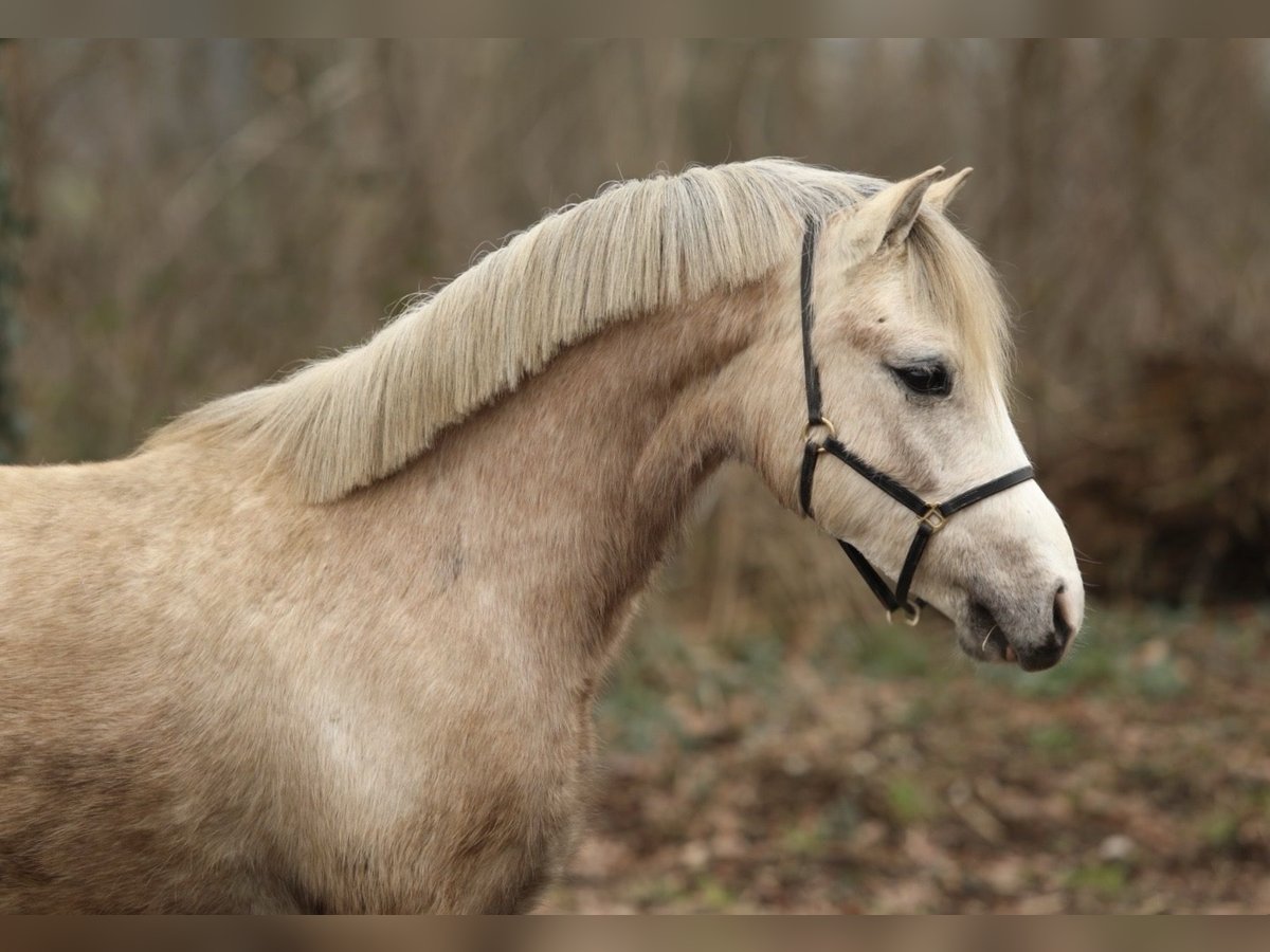 Welsh A (Mountain Pony) Gelding 2 years 11,2 hh Can be white in Aalten