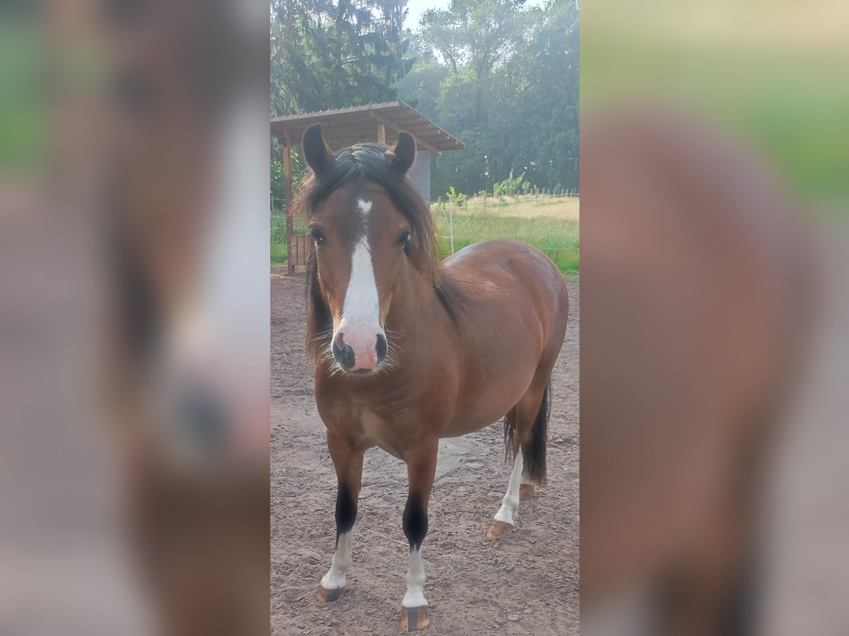 Welsh A (Mountain Pony) Gelding 2 years in Westertimke