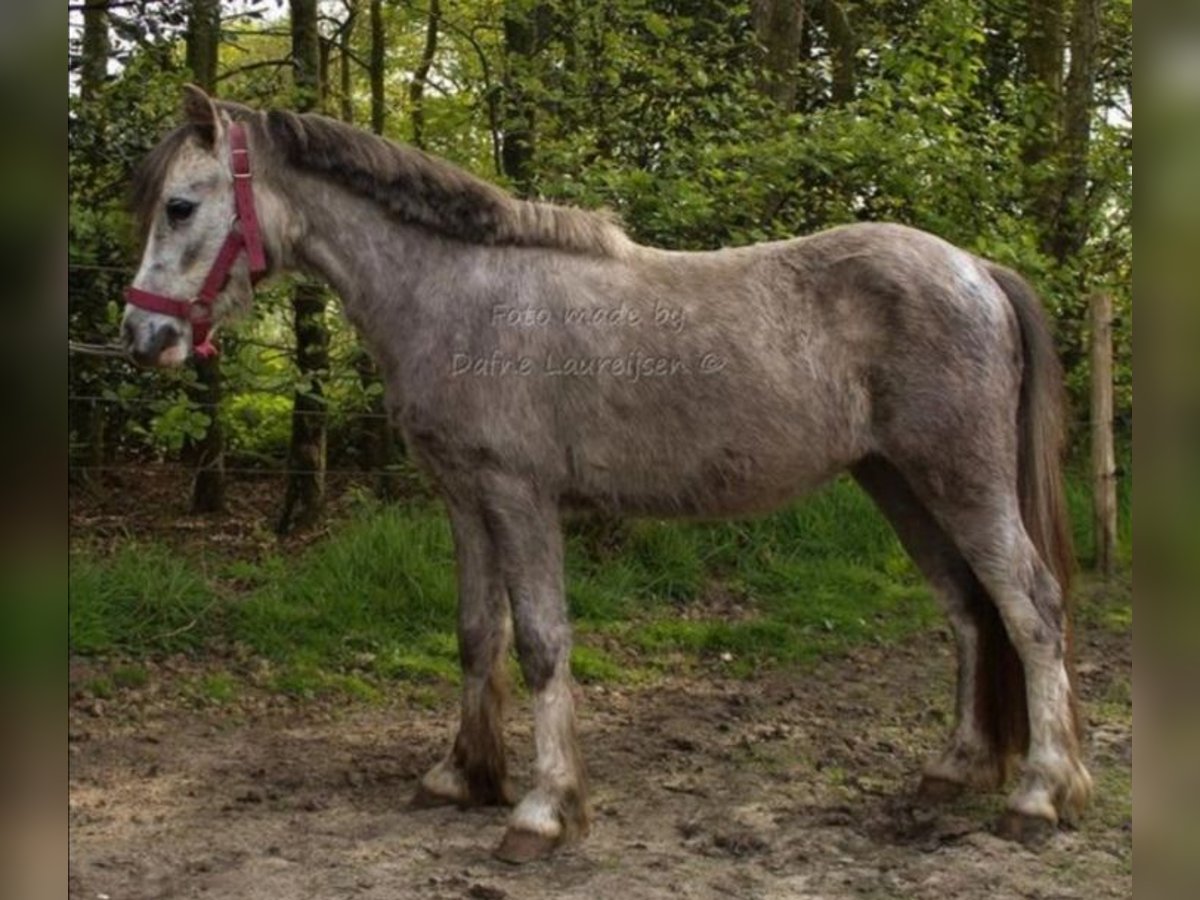 Welsh A (Mountain Pony) Gelding 2 years Gray in Boxtel