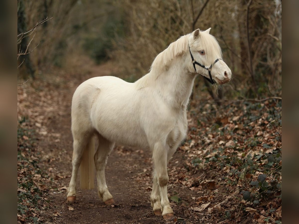 Welsh A (Mountain Pony) Gelding 3 years 10,3 hh Cremello in Aalten