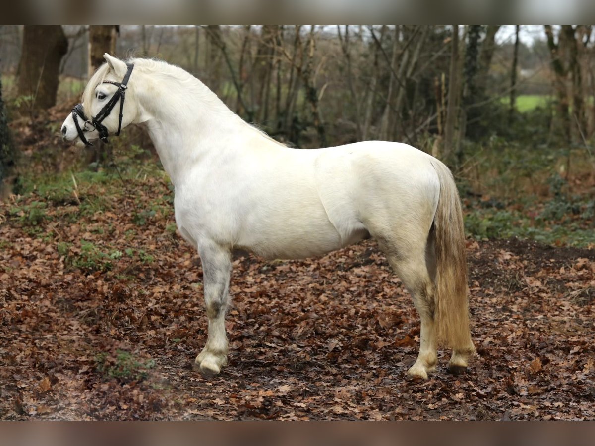 Welsh A (Mountain Pony) Gelding 3 years 11,2 hh Gray in Aalten