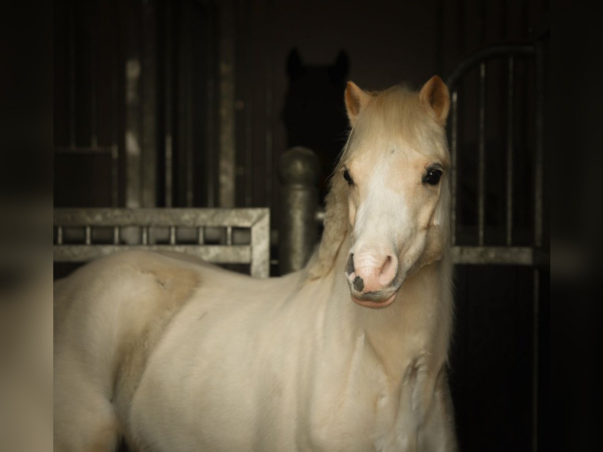 Welsh A (Mountain Pony) Gelding 3 years 11,2 hh Palomino in Aalten