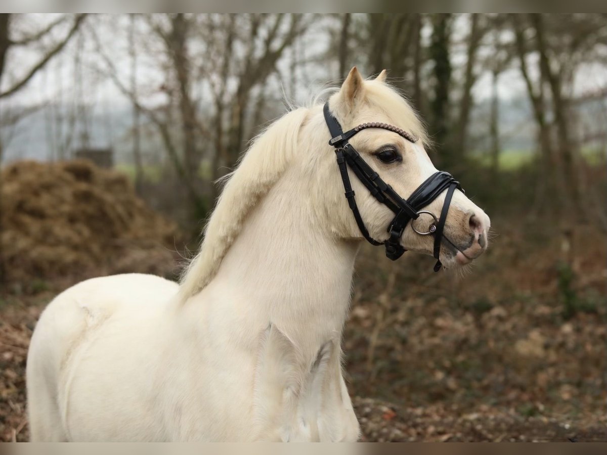 Welsh A (Mountain Pony) Gelding 3 years 11,2 hh Palomino in Aalten