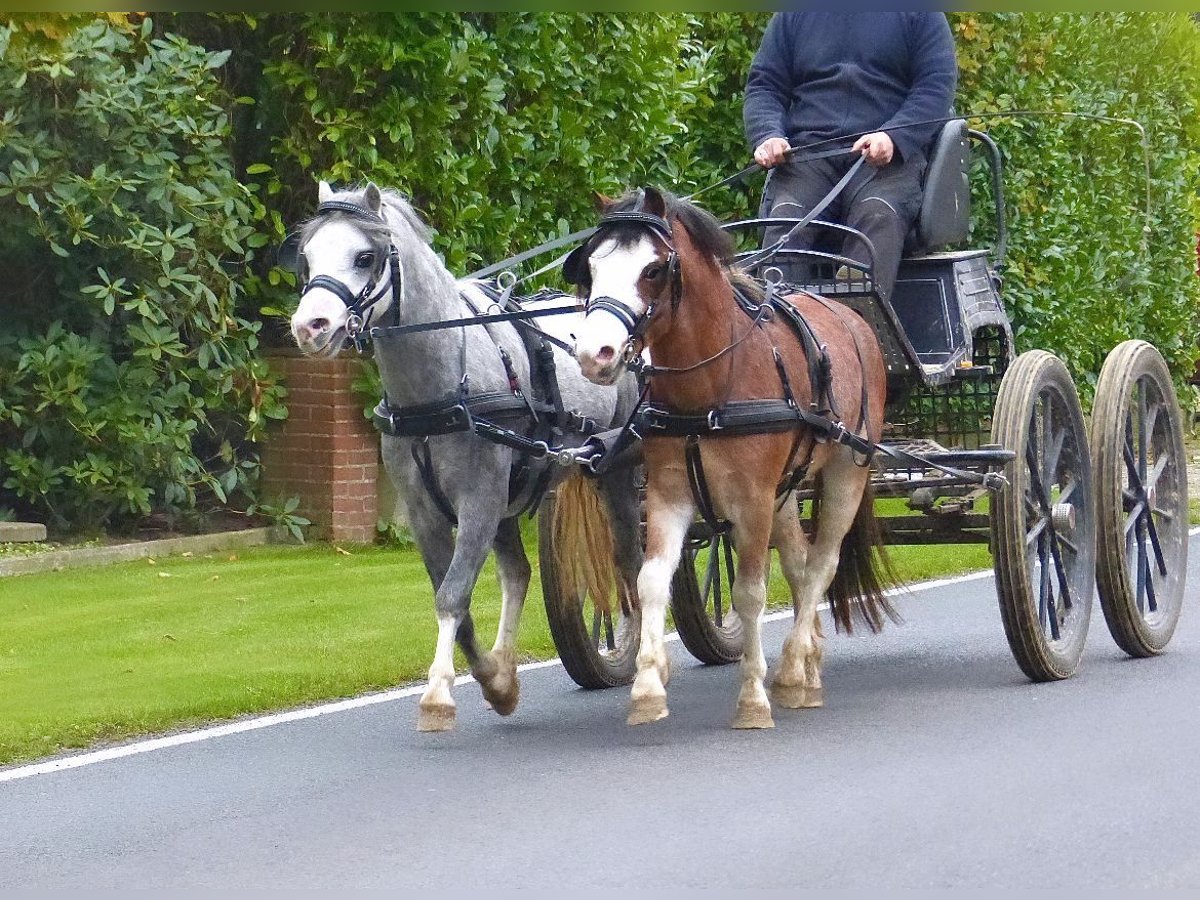 Welsh A (Mountain Pony) Gelding 3 years 11,2 hh Roan-Bay in Halle