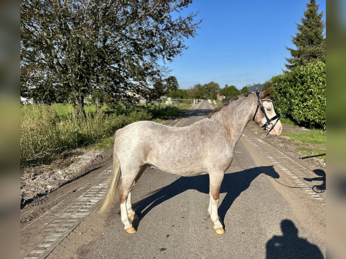 Welsh A (Mountain Pony) Gelding 3 years 11,2 hh Roan-Red in Wagenberg