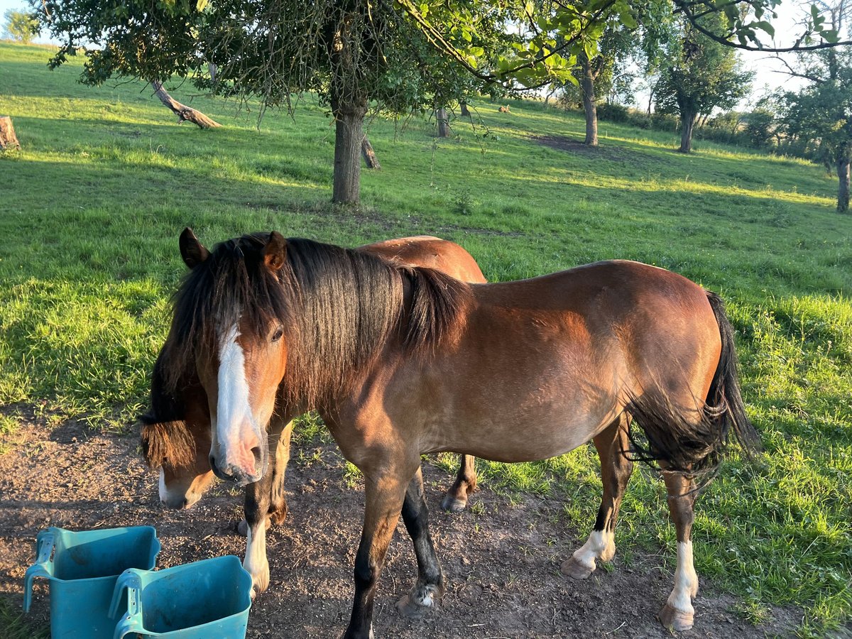 Welsh A (Mountain Pony) Gelding 3 years 12,1 hh Brown in Mechterstädt