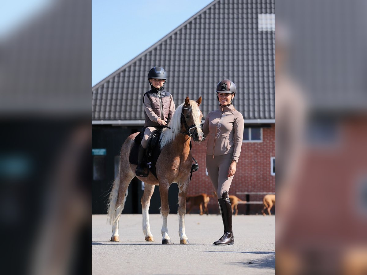 Welsh A (Mountain Pony) Gelding 4 years 12,1 hh Sorrel in Groningen