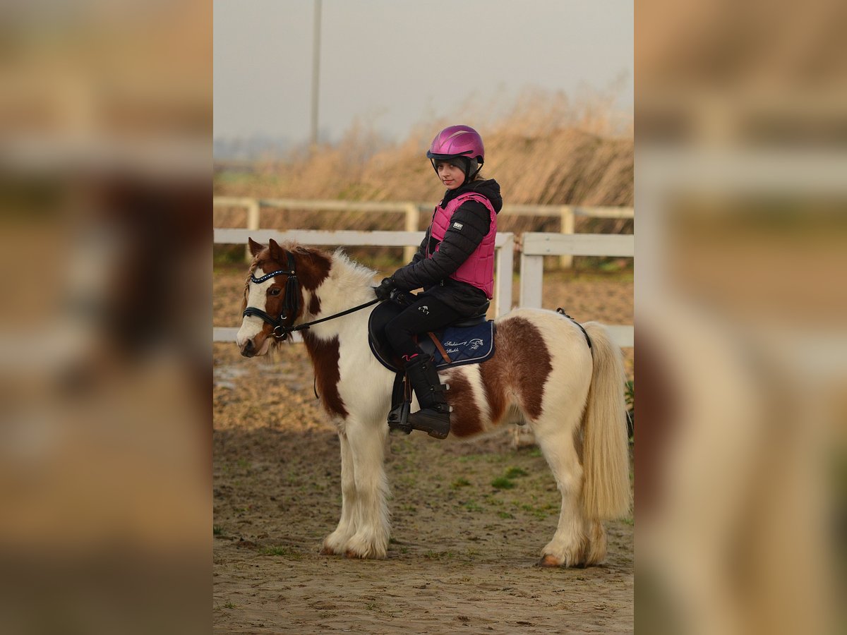 Welsh A (Mountain Pony) Gelding 5 years 10,1 hh Pinto in radziejów