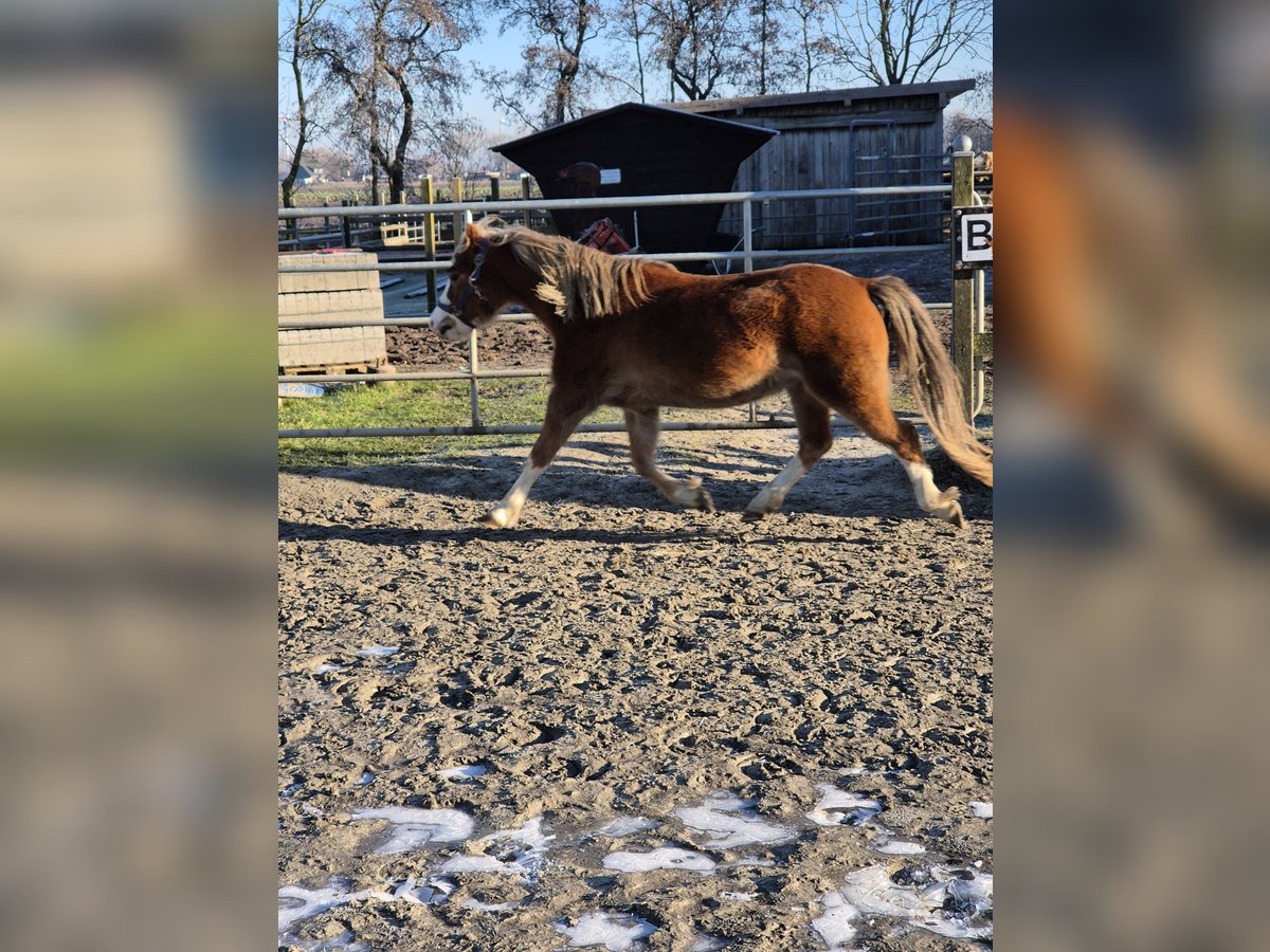 Welsh A (Mountain Pony) Gelding 5 years 11,3 hh Chestnut-Red in Nordermeldorf