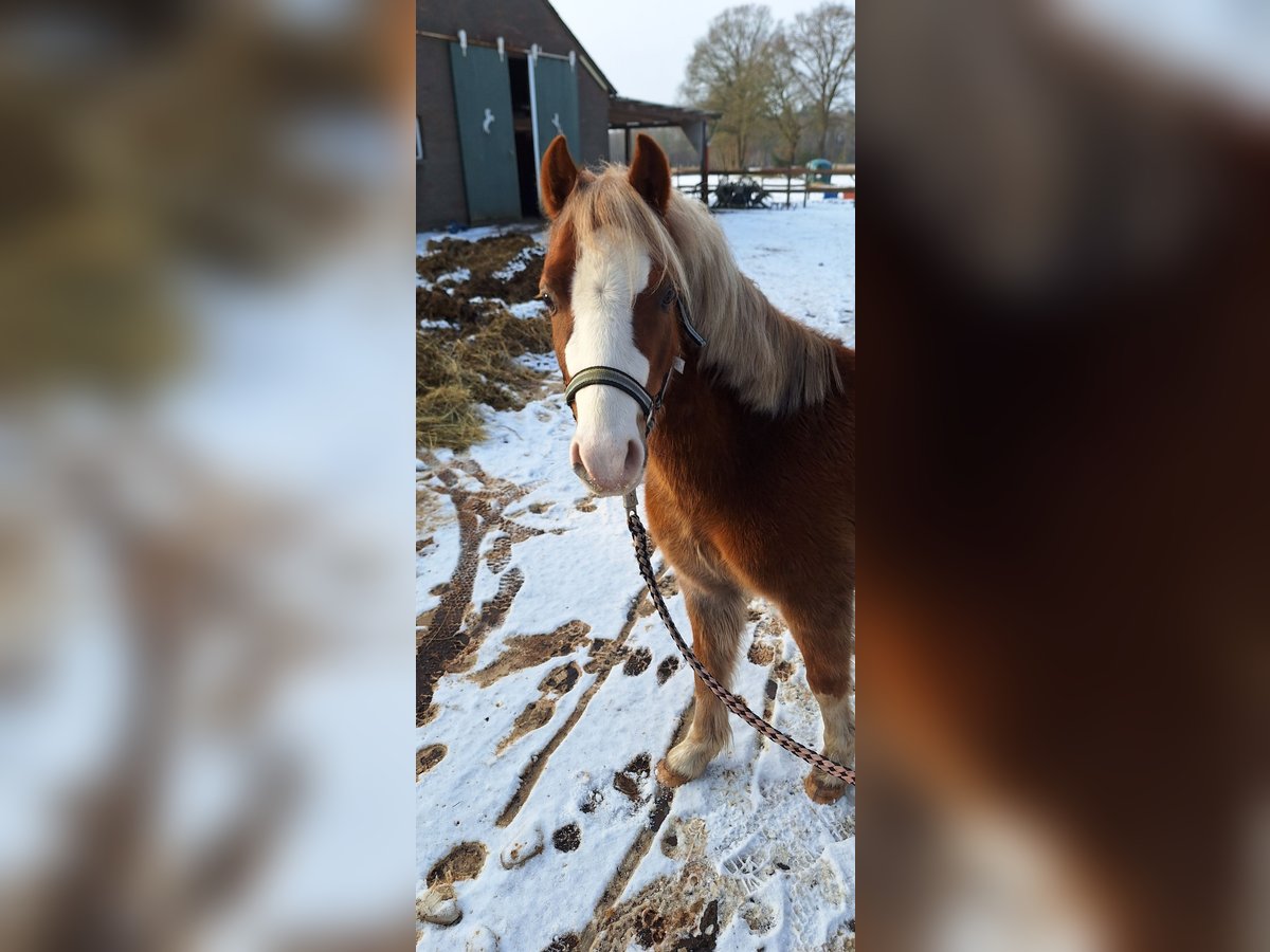 Welsh A (Mountain Pony) Gelding 5 years 11 hh Chestnut-Red in Apen