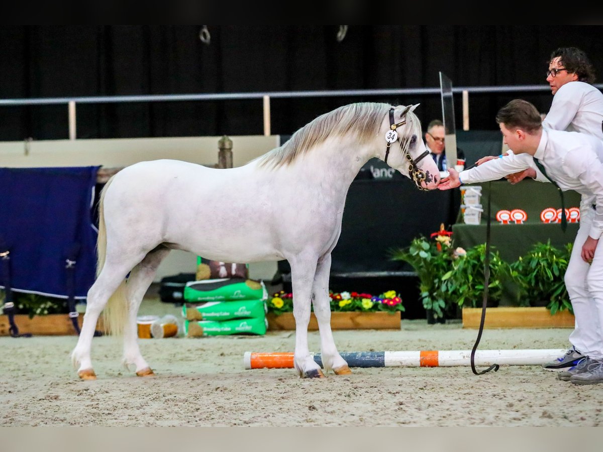 Welsh A (Mountain Pony) Gelding 5 years 12 hh in groningen