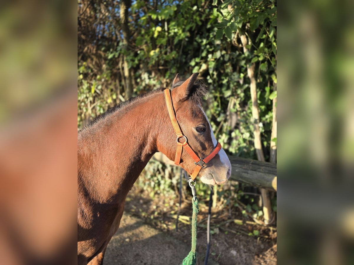 Welsh A (Mountain Pony) Gelding 6 years 10,2 hh Brown in Köln