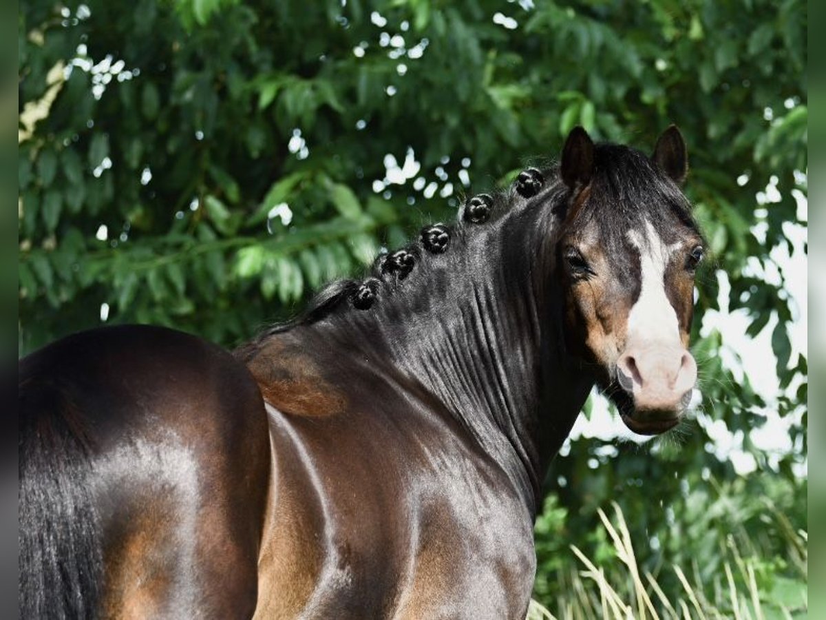 Welsh A (Mountain Pony) Gelding 6 years 11,2 hh Black in Almen