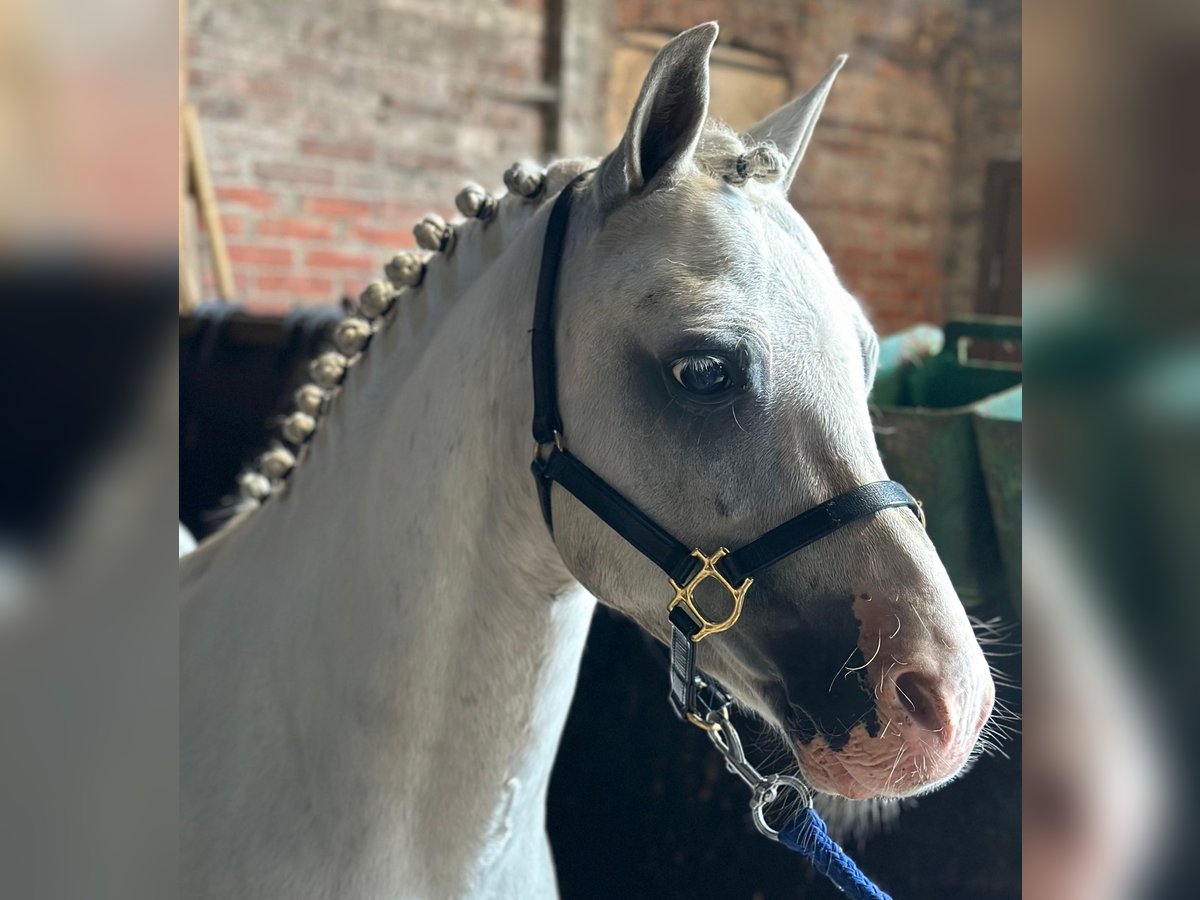 Welsh A (Mountain Pony) Gelding 6 years 11,2 hh Gray-Blue-Tan in Groningen