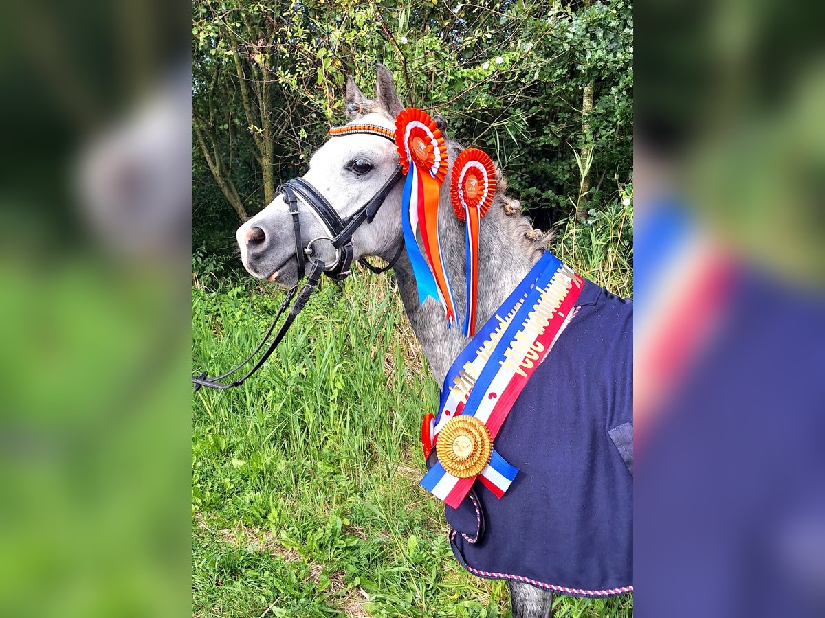 Welsh A (Mountain Pony) Gelding 6 years 11,2 hh Gray-Blue-Tan in Leeuwarden