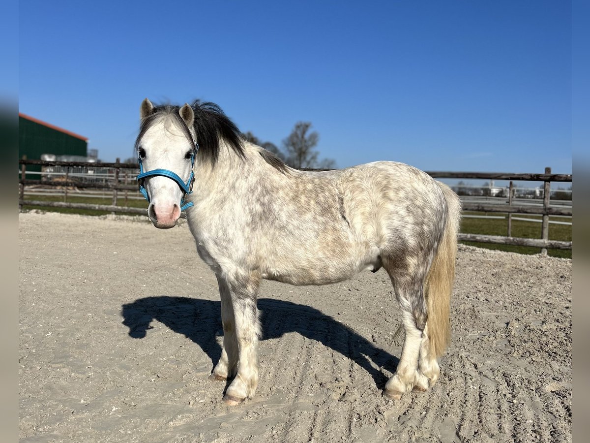 Welsh A (Mountain Pony) Gelding 6 years 11,2 hh Gray in M&#xF6;nchengladbach