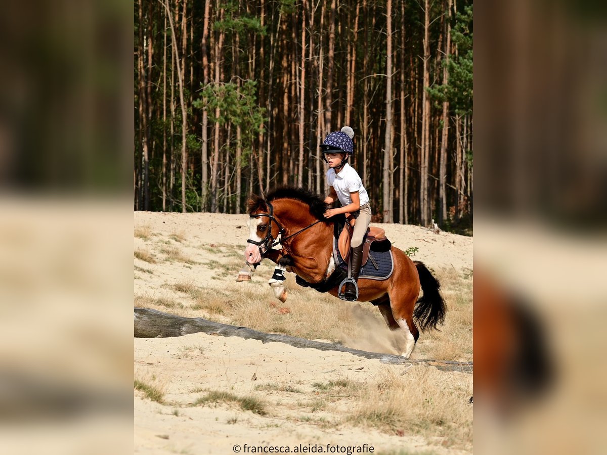 Welsh A (Mountain Pony) Gelding 6 years 11 hh Brown in Aalten