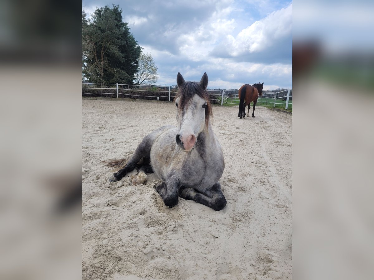 Welsh A (Mountain Pony) Mix Gelding 6 years 12,1 hh Gray in Ahausen