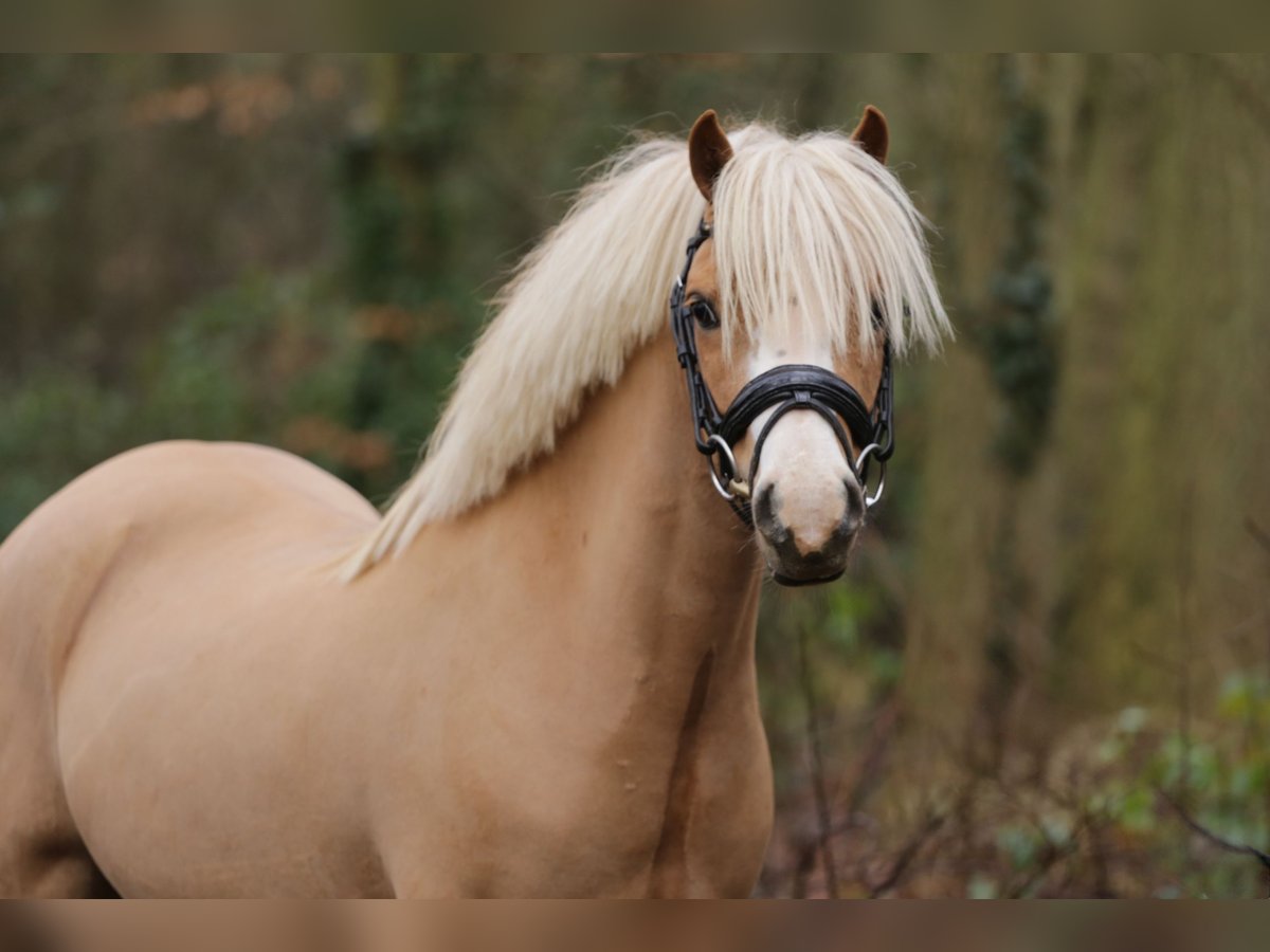 Welsh A (Mountain Pony) Gelding 6 years 12 hh Chestnut in Heemskerk