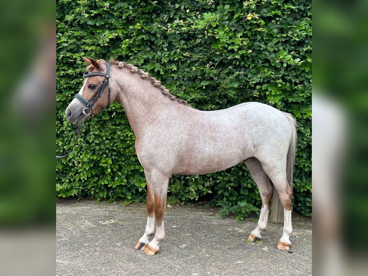 Welsh A (Mountain Pony) Gelding 7 years 11,1 hh Roan-Red in Klosterneuburg