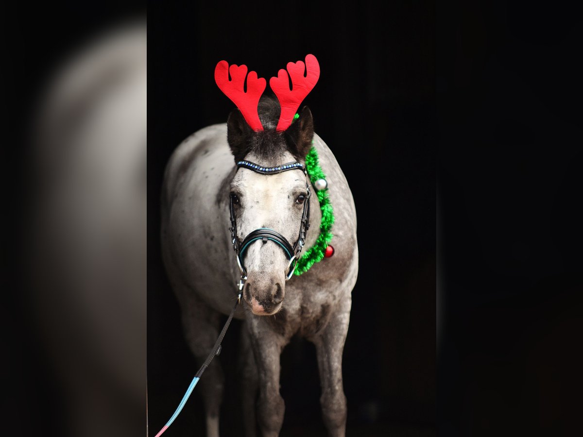 Welsh A (Mountain Pony) Gelding 7 years 11,2 hh Leopard-Piebald in RADZIEJÓW