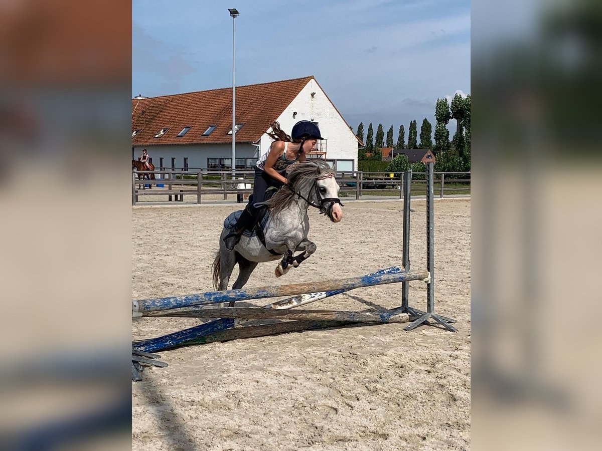 Welsh A (Mountain Pony) Gelding 8 years 11,1 hh Gray in Slijpe