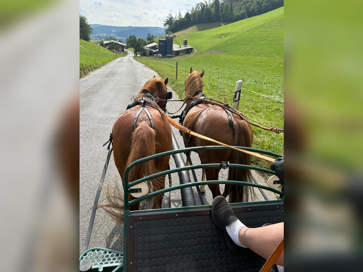 Welsh A (Mountain Pony) Gelding 8 years 11,2 hh Chestnut-Red in Reiden