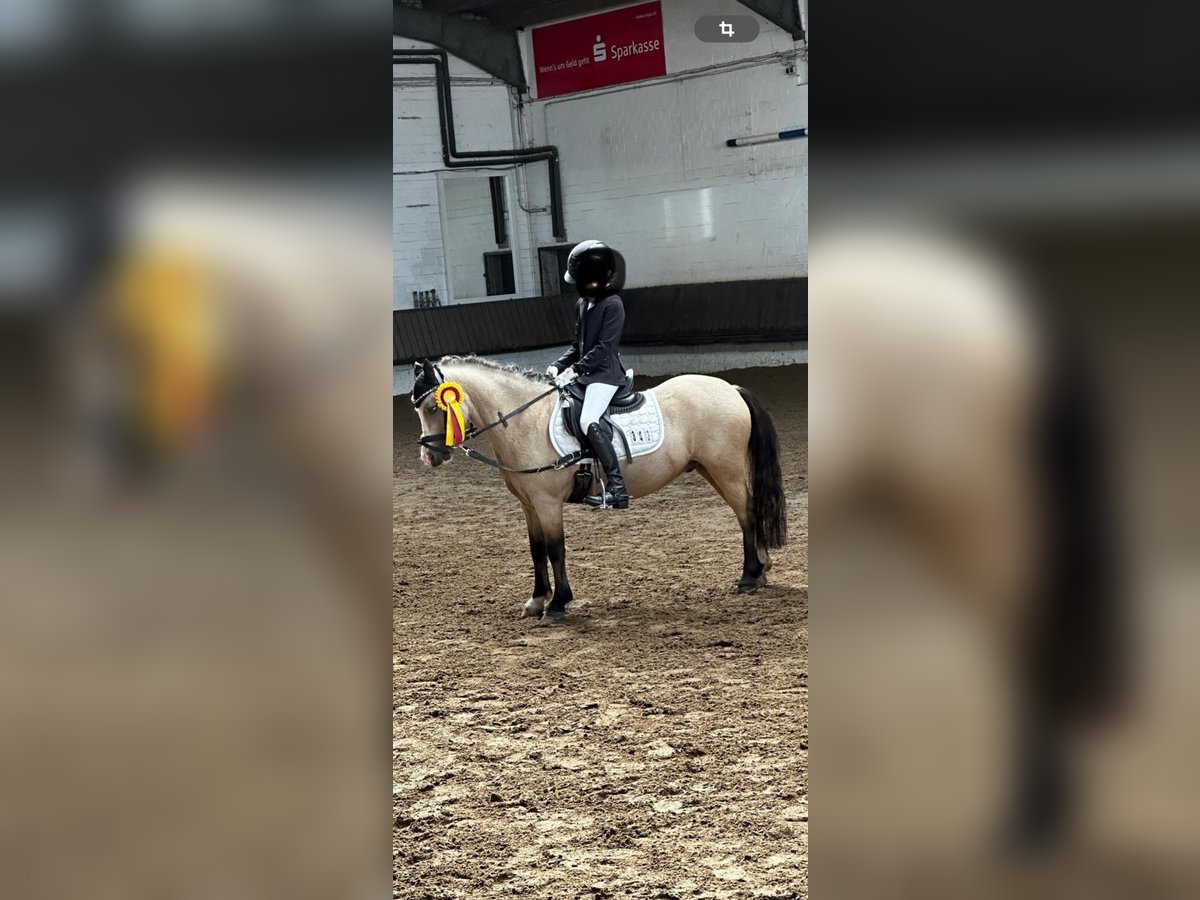 Welsh A (Mountain Pony) Gelding 9 years 11,2 hh Dun in Voerde