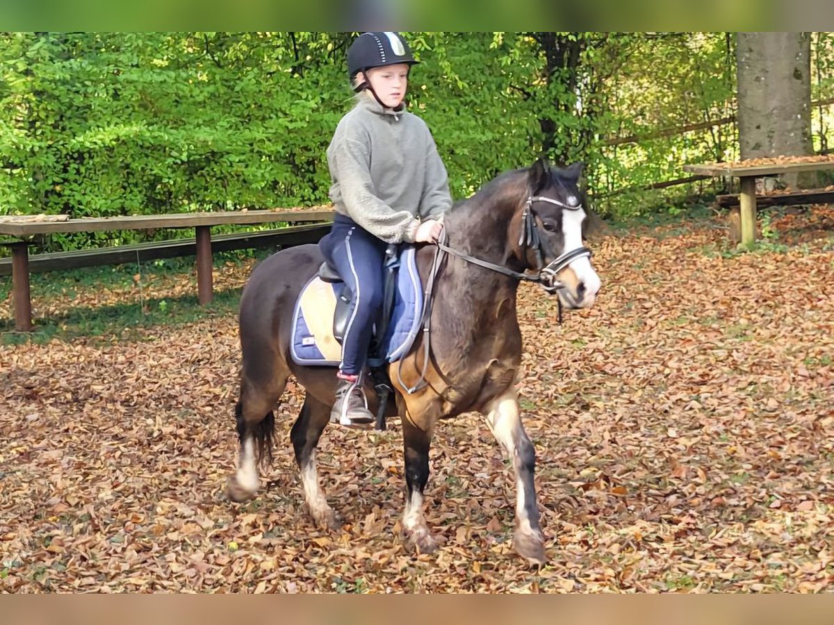 Welsh A (Mountain Pony) Mare 10 years 12,1 hh Bay-Dark in Lorch