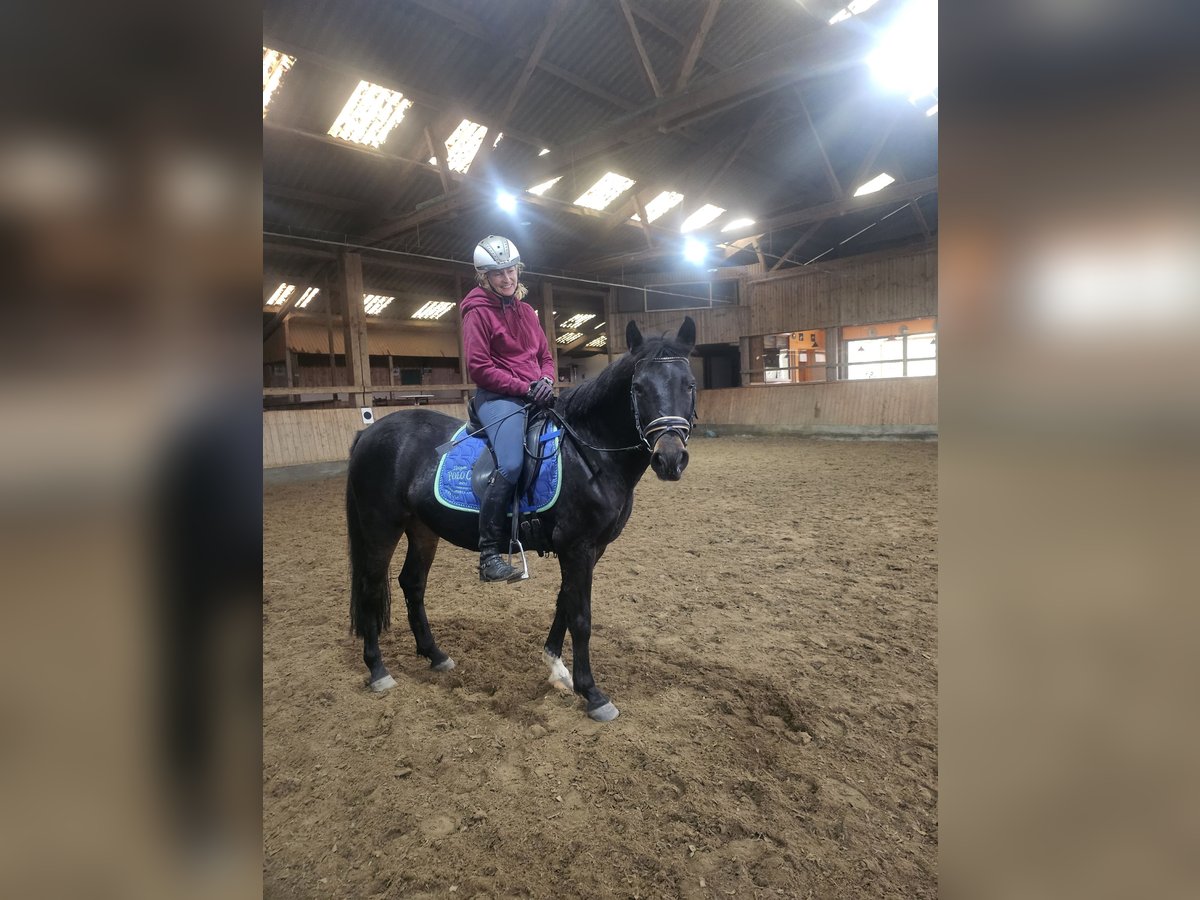 Welsh A (Mountain Pony) Mare 11 years 13,3 hh Brown in Boren