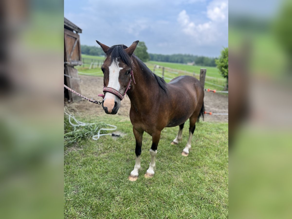 Welsh A (Mountain Pony) Mare 12 years 12,2 hh Chestnut in Oudemirdum