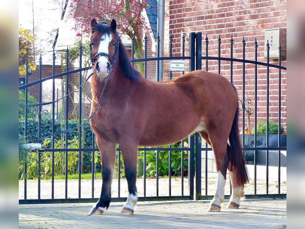 Welsh A (Mountain Pony) Mare 13 years 11,2 hh Brown in AHalle