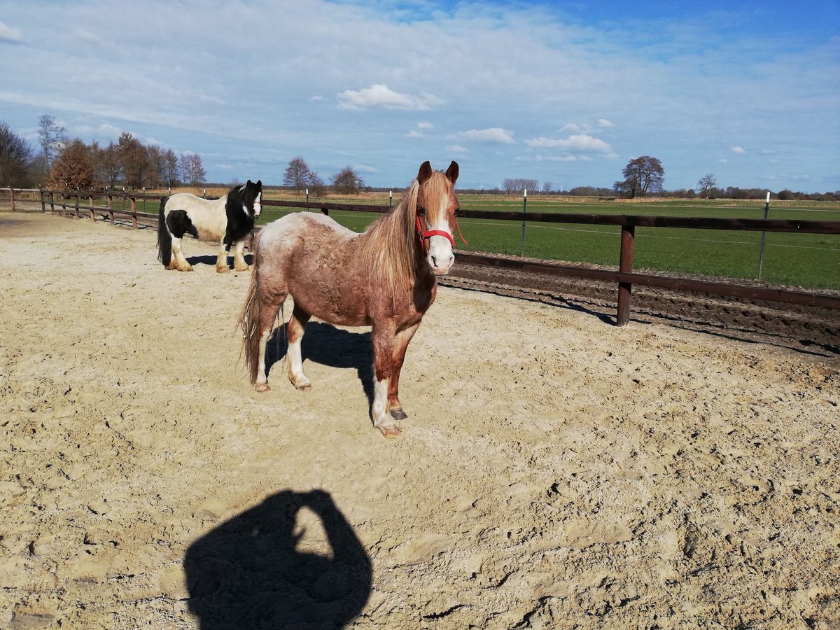 Welsh A (Mountain Pony) Mix Mare 13 years 12,2 hh Roan-Red in Bremen