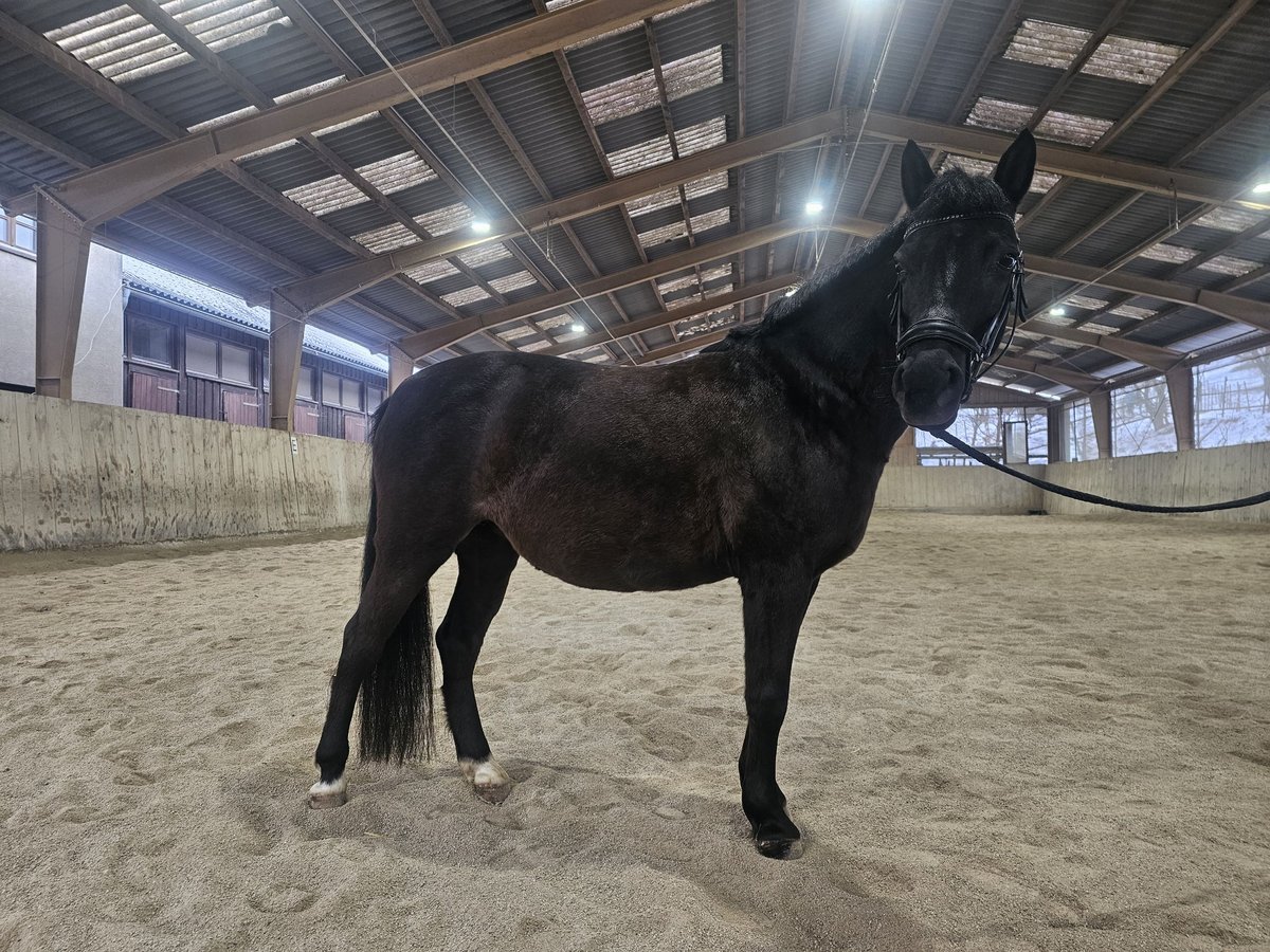 Welsh A (Mountain Pony) Mare 13 years 12,3 hh Black in Breitenfurt bei Wien