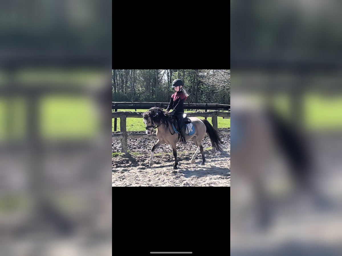 Welsh A (Mountain Pony) Mare 14 years 11,2 hh Palomino in Harkema