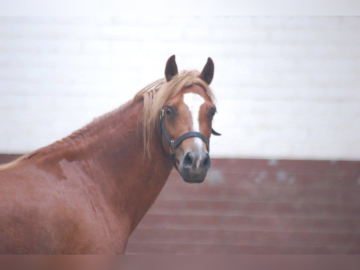 Welsh A (Mountain Pony) Mix Mare 17 years 12,2 hh Chestnut-Red in Metelen